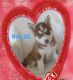 Siberian Husky Puppies for sale in Lake Wales, FL, USA. price: $850