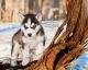 Siberian Husky Puppies for sale in Taswell, IN 47175, USA. price: NA