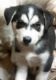 Siberian Husky Puppies for sale in Hawthorne, CA, USA. price: NA