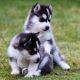 Siberian Husky Puppies for sale in Cincinnati, OH, USA. price: $400
