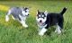 Siberian Husky Puppies for sale in Ascutney St, Windsor, VT 05089, USA. price: $500