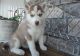 Siberian Husky Puppies for sale in Sterling, VA, USA. price: $500