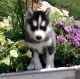 Siberian Husky Puppies for sale in Allenton, WI 53002, USA. price: NA