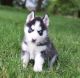 Siberian Husky Puppies for sale in Cowley, WY, USA. price: $500