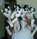 Siberian Husky Puppies for sale in Milwaukee, WI, USA. price: NA