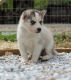 Siberian Husky Puppies for sale in Bessemer, AL, USA. price: NA