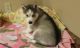 Siberian Husky Puppies for sale in Scottsdale, AZ, USA. price: $500