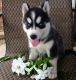 Siberian Husky Puppies for sale in Boulder, CO, USA. price: $500