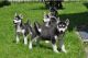Siberian Husky Puppies for sale in Charleston, WV, USA. price: NA