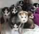Siberian Husky Puppies for sale in Ohio Dr SW, Washington, DC, USA. price: NA