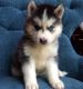 Siberian Husky Puppies for sale in Texas Ave, Los Angeles, CA 90025, USA. price: NA