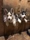 Siberian Husky Puppies for sale in Casco Township, MI 48064, USA. price: NA