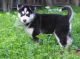 Siberian Husky Puppies for sale in Birmingham, AL, USA. price: NA
