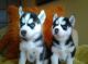 Siberian Husky Puppies for sale in San Jose, CA 95113, USA. price: NA