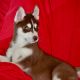 Siberian Husky Puppies for sale in Auburn, CA 95603, USA. price: NA