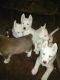 Siberian Husky Puppies for sale in Cleveland Heights, OH, USA. price: NA
