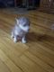 Siberian Husky Puppies for sale in 10811 Page Rd, Grabill, IN 46741, USA. price: NA