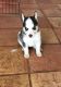 Siberian Husky Puppies for sale in Chino Valley, AZ, USA. price: NA