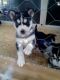 Siberian Husky Puppies for sale in Boston, MA, USA. price: NA