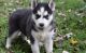 Siberian Husky Puppies for sale in Cheyenne, WY, USA. price: $500