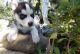 Siberian Husky Puppies for sale in Newark, NJ, USA. price: $600