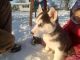 Siberian Husky Puppies for sale in Wakarusa, IN, USA. price: NA