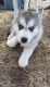 Siberian Husky Puppies for sale in Norman, OK, USA. price: NA