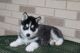 Siberian Husky Puppies for sale in Black River Falls, WI 54615, USA. price: $500
