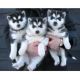 Siberian Husky Puppies for sale in NJ-10, Randolph, NJ, USA. price: NA
