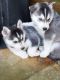 Siberian Husky Puppies for sale in Scottsdale, AZ, USA. price: $400