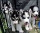 Siberian Husky Puppies for sale in Manassas Park City Schools, Manassas Park, VA 20111, USA. price: NA