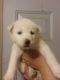 Siberian Husky Puppies for sale in Waterloo, IA, USA. price: $750
