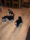 Siberian Husky Puppies for sale in 704 N North Carolina Ave, Atlantic City, NJ 08401, USA. price: $400