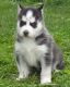 Siberian Husky Puppies for sale in Alpharetta, GA, USA. price: NA