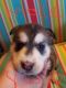 Siberian Husky Puppies for sale in Salem, OR, USA. price: NA