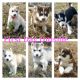 Siberian Husky Puppies for sale in Mayfield, KY 42066, USA. price: $700