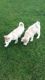 Siberian Husky Puppies for sale in Toronto, ON, Canada. price: $475