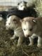 Siberian Husky Puppies for sale in Wisconsin Dells, WI, USA. price: NA
