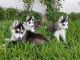 Siberian Husky Puppies for sale in IL-53, Itasca, IL, USA. price: NA