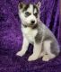 Siberian Husky Puppies for sale in Guernsey, WY, USA. price: $600
