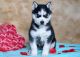 Siberian Husky Puppies for sale in IL-53, Itasca, IL, USA. price: NA