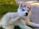 Siberian Husky Puppies for sale in Saathoff Dr, Cypress, TX 77429, USA. price: NA