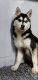 Siberian Husky Puppies for sale in Dayton, OH, USA. price: $450