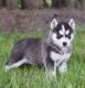 Siberian Husky Puppies for sale in Bethesda, MD, USA. price: $500