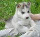 Siberian Husky Puppies for sale in 68101 US-2, Moyie Springs, ID 83845, USA. price: NA
