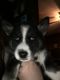 Siberian Husky Puppies for sale in Knoxville, TN, USA. price: $400