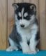 Siberian Husky Puppies for sale in Chesnee, SC 29323, USA. price: NA