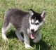 Siberian Husky Puppies for sale in Alabaster, AL, USA. price: $500