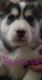 Siberian Husky Puppies for sale in Salem, OR, USA. price: $840