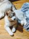 Siberian Husky Puppies for sale in Eugene, OR, USA. price: NA